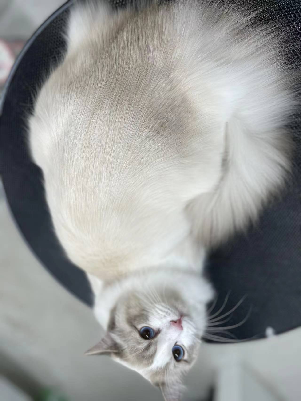 10% cat grooming service