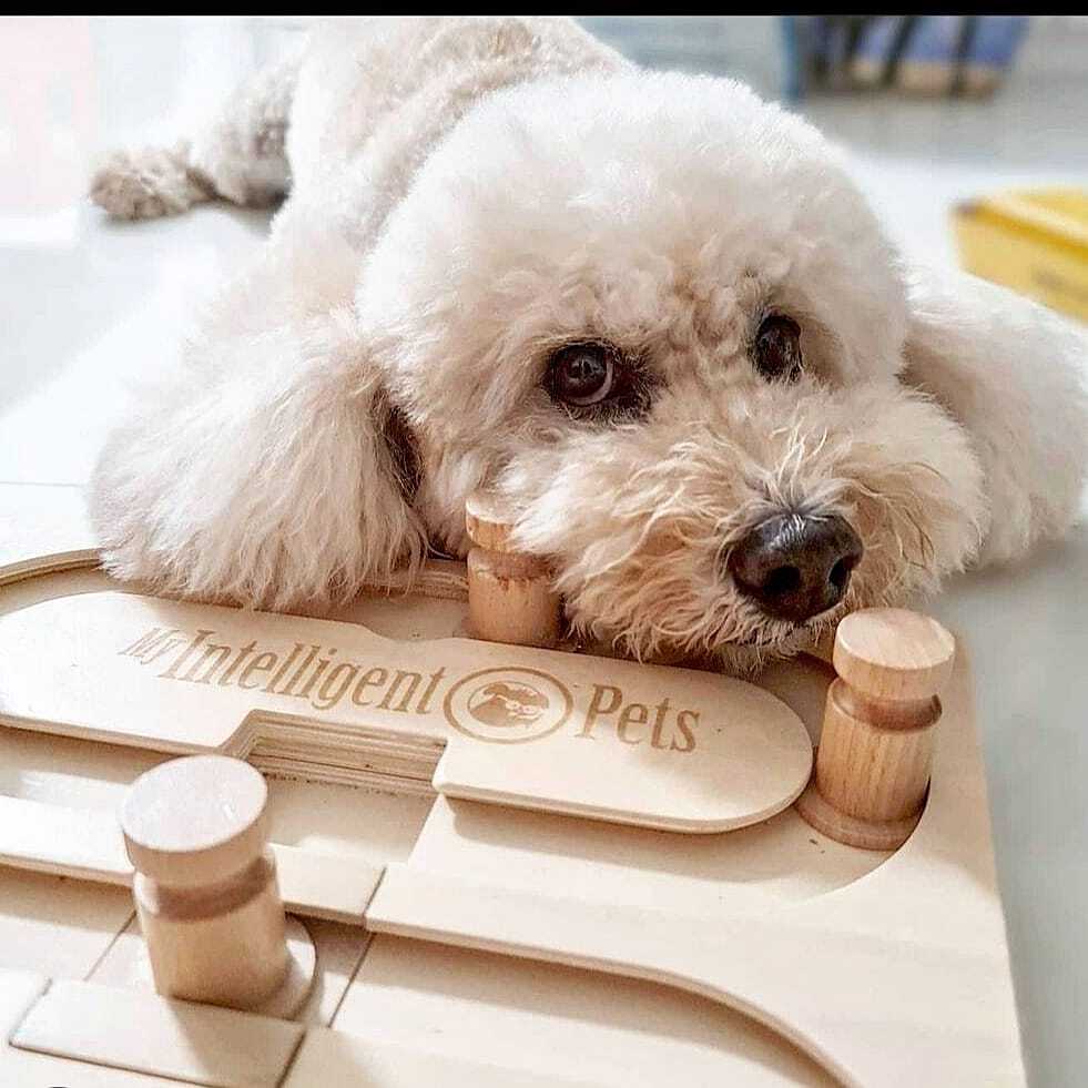 Dog Smart Wooden Interactive Dog Foraging Game Natural Wood Toy - Agent 008