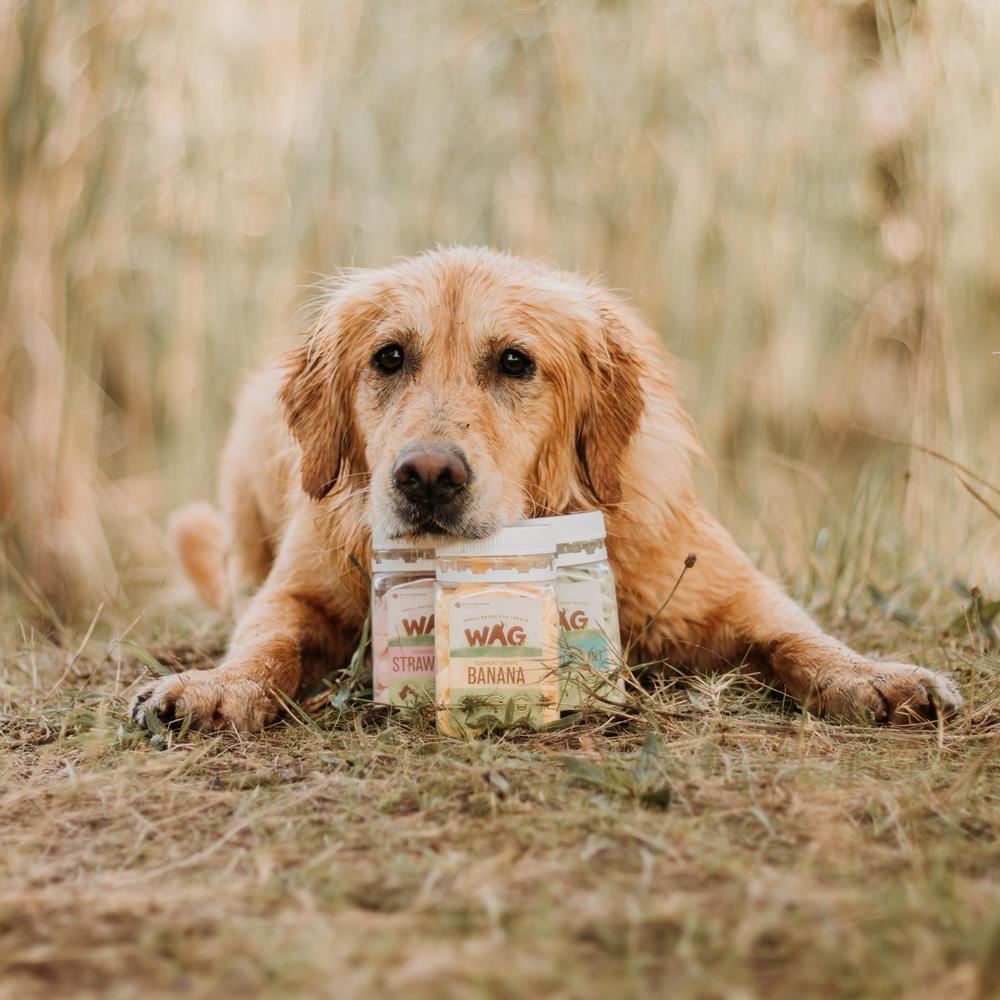 WAG Apricot Yoghurt Drops dog treats 250g