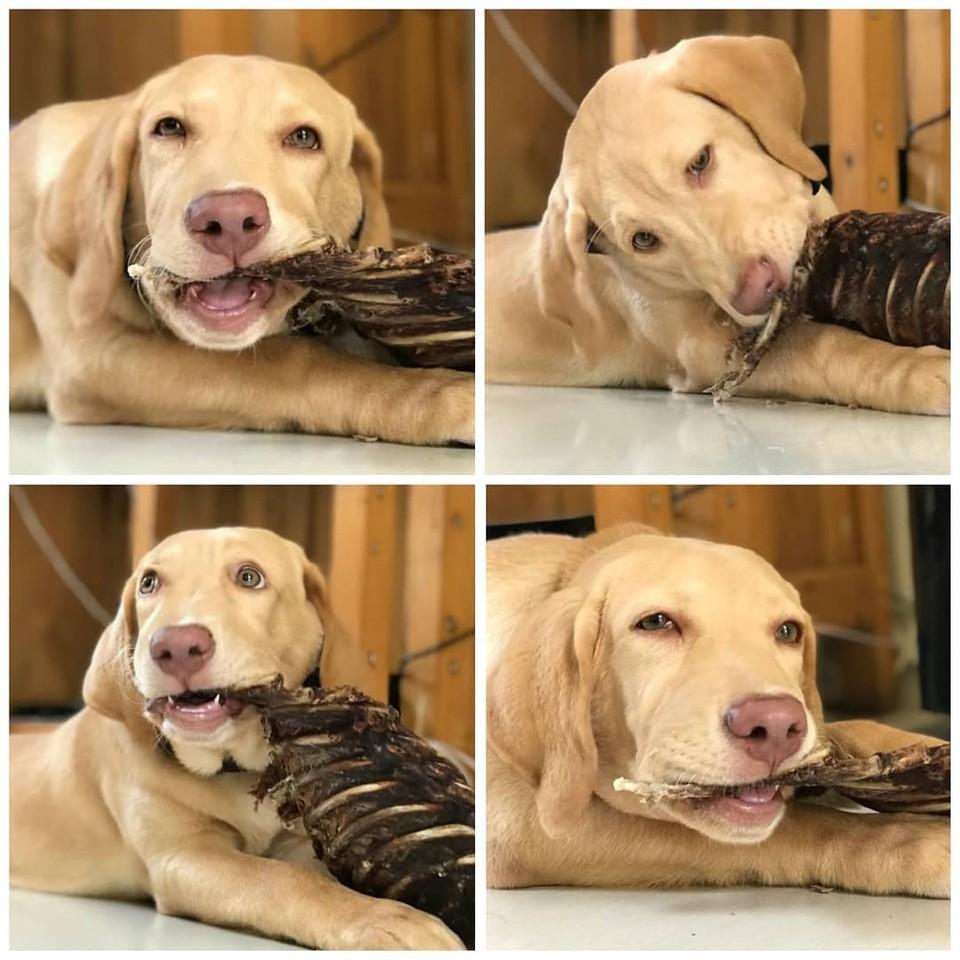 WAG 'kangaroo rib rack' treat snack dog free range