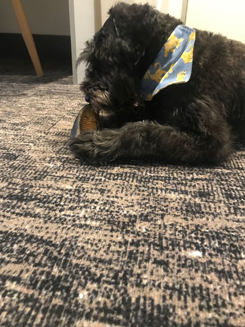 Wag CHICKEN FILLED COW HOOVES DOG TREATS 10pack