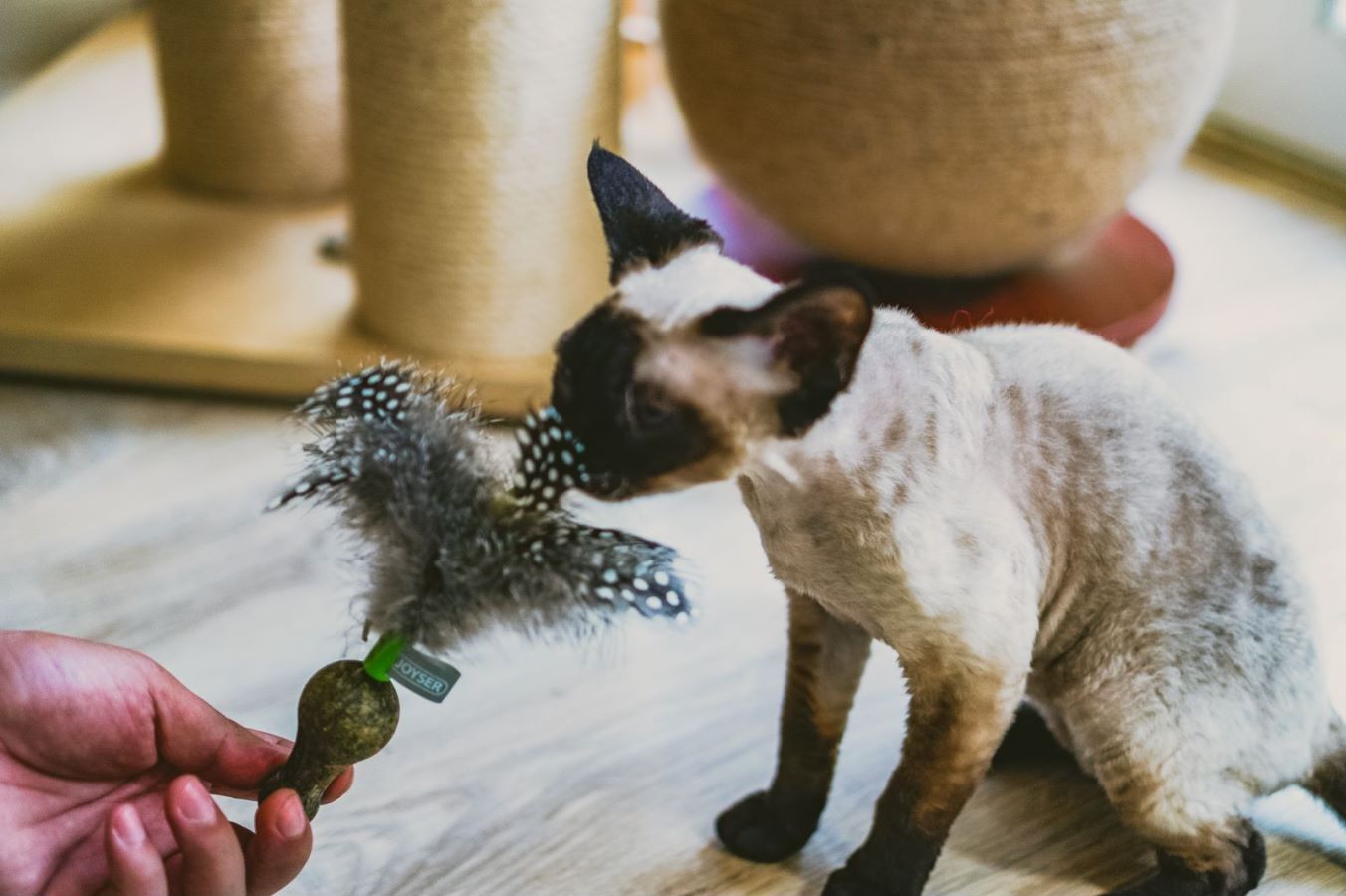 Catnip Duoball with green Feather Cat Toys Safety