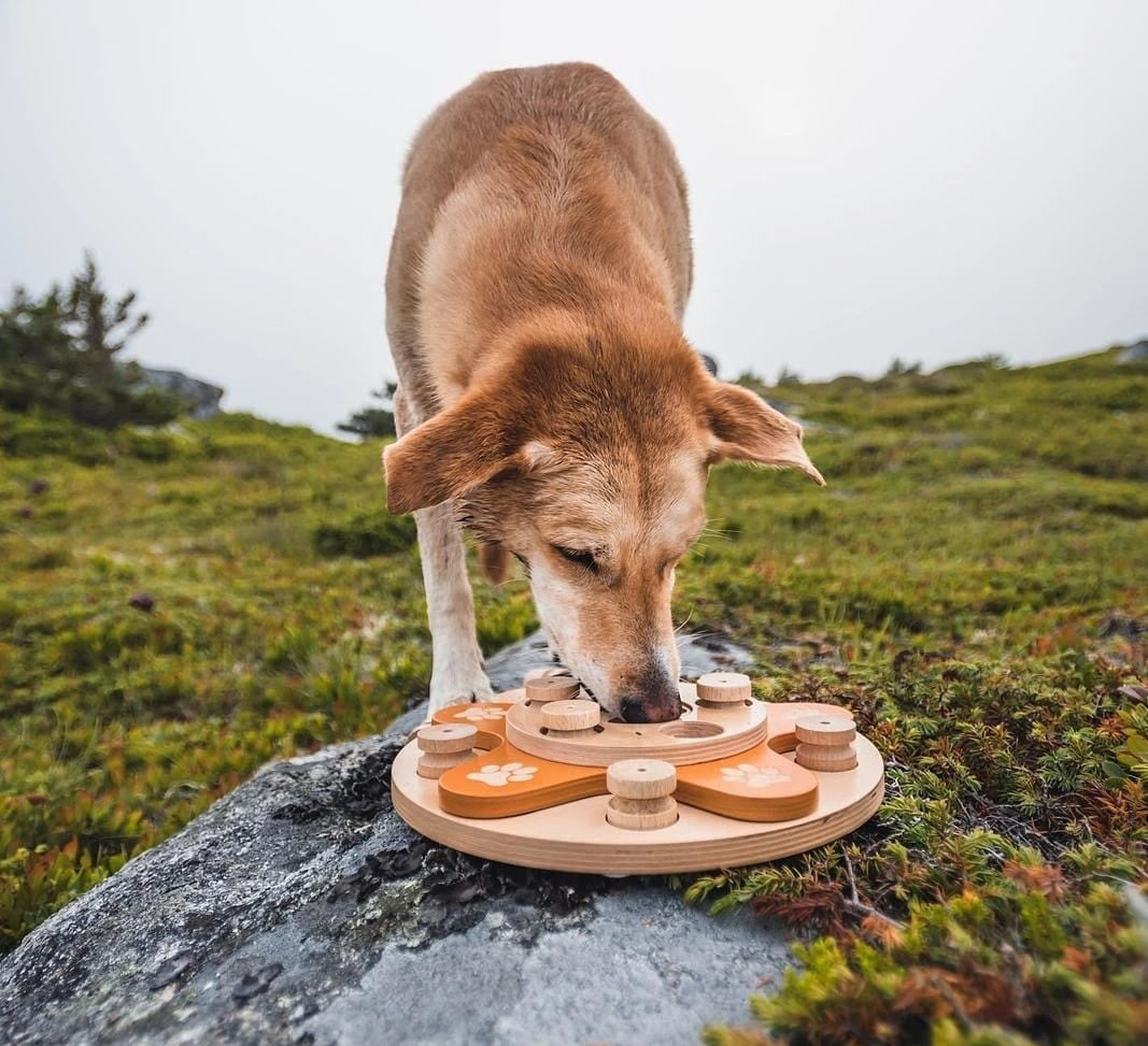 My Intelligent Pets Wooden Foraging Toy - Interact