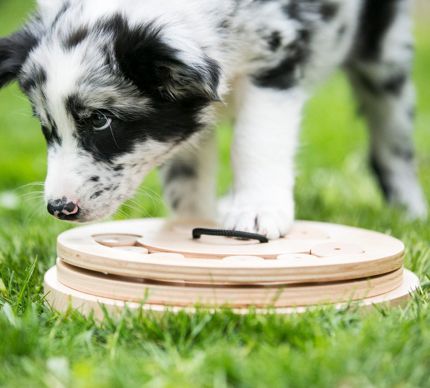 My Intelligent Pets Wooden Foraging Toy - Smile (4