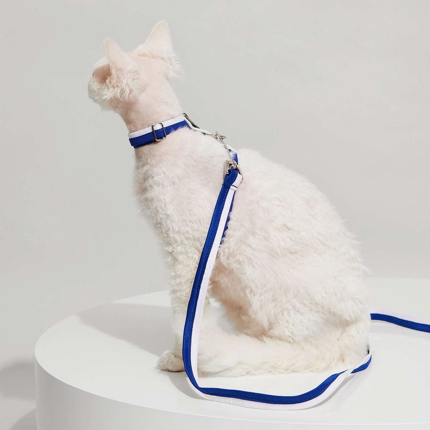 Purrre Nylon Pet Cat Kitten Adjustable Harness Lea