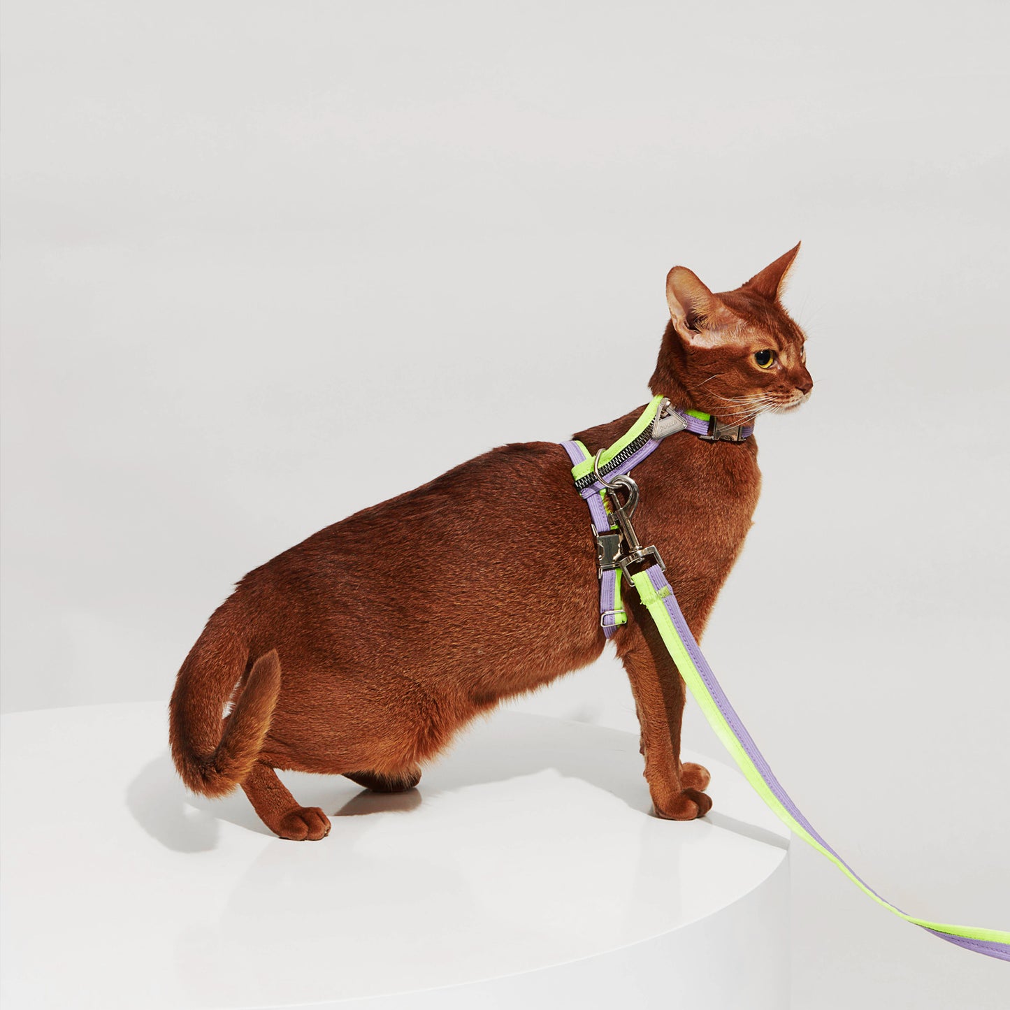 Purrre Nylon Pet Cat Kitten Adjustable Harness Lea