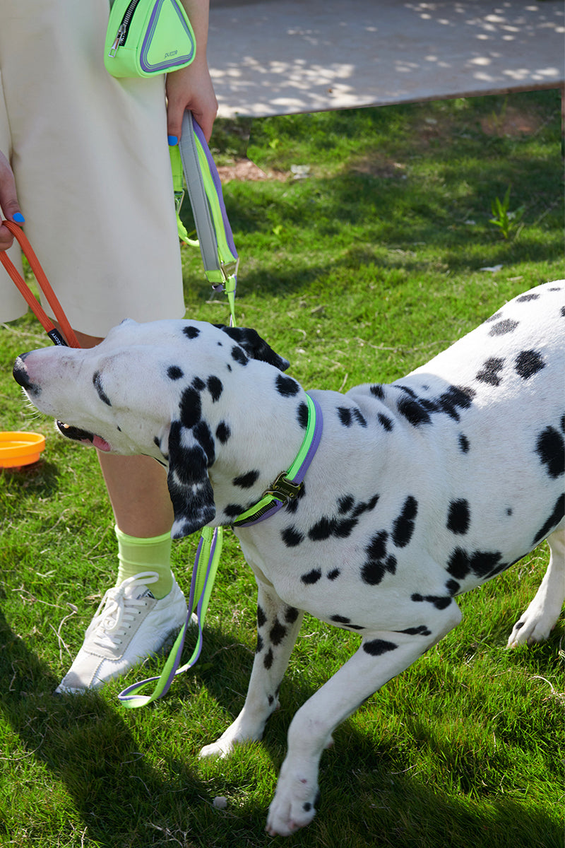 Purrre Adjustable Pet Cat dog Kitten Walking Colla