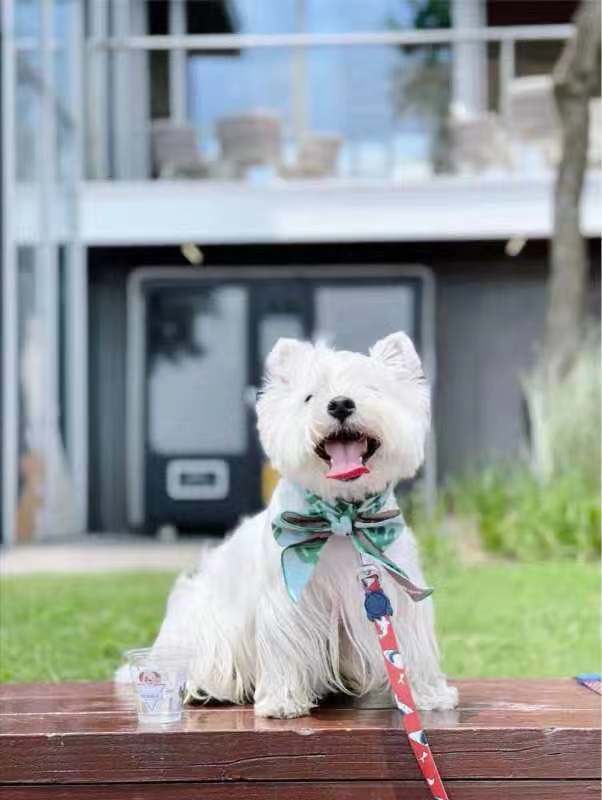 VETRESKA Pet Dog Cat Puppy Collar Summer Cat Cooli