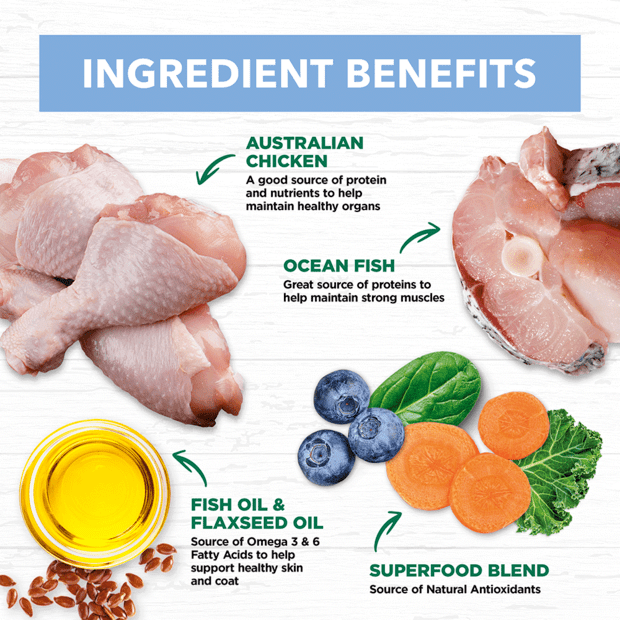 grain free wet cat food kitten chicken fish jelly