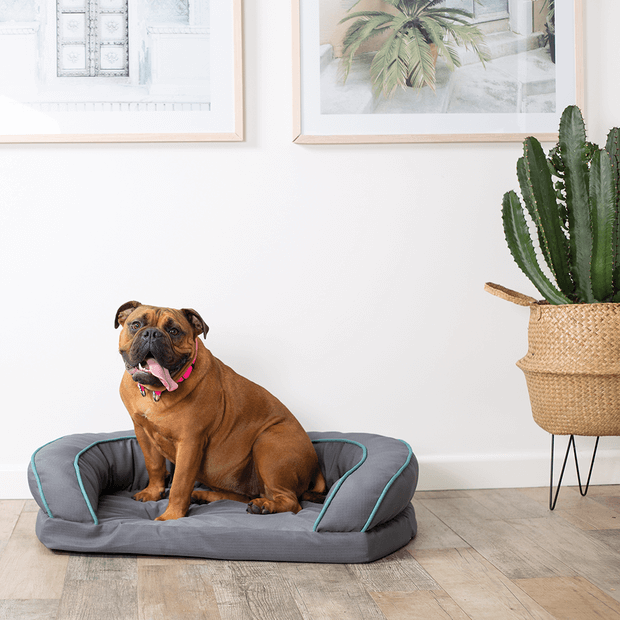 Dog Bed Paddock