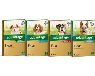 Advantage Flea Control  for Medium Dogs (4-10kg) -  6 Pack (Aqua))