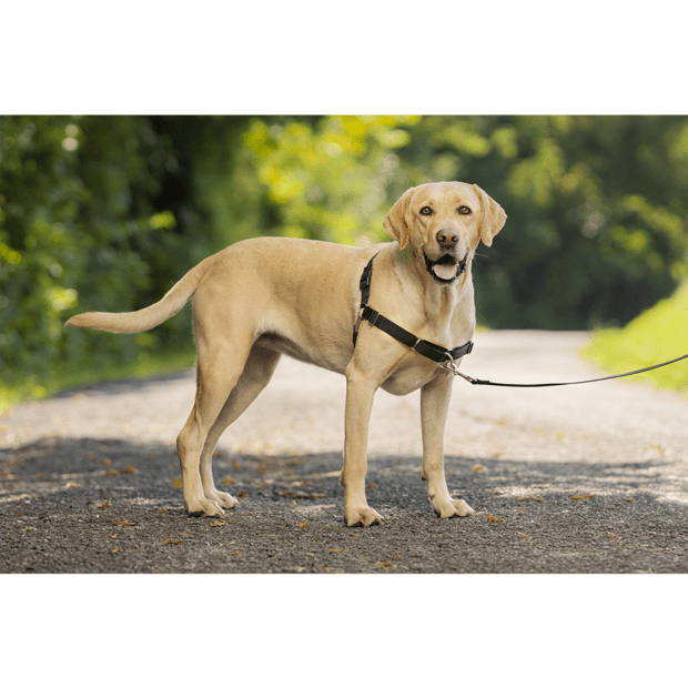 Easy Walk Dog Harness Black