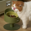 Makesure Sunflower Adjustable Pet Food Bowl