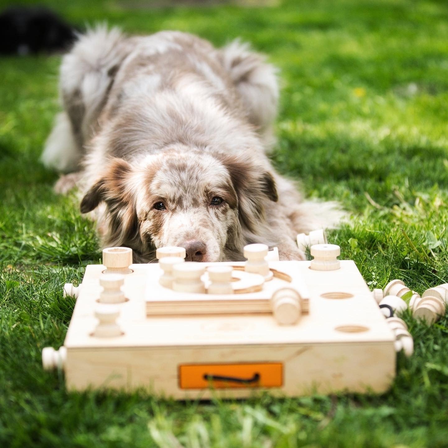 Dog Smart Wooden Interactive Dog Foraging Game Natural Wood Toy - Turtle