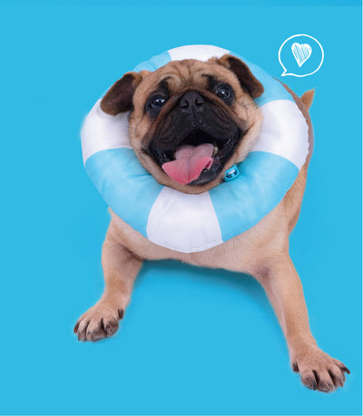 Pet Funny Swimming laps Elizabeth Circle Anti-Bite Neck Cone Recovery PurLab