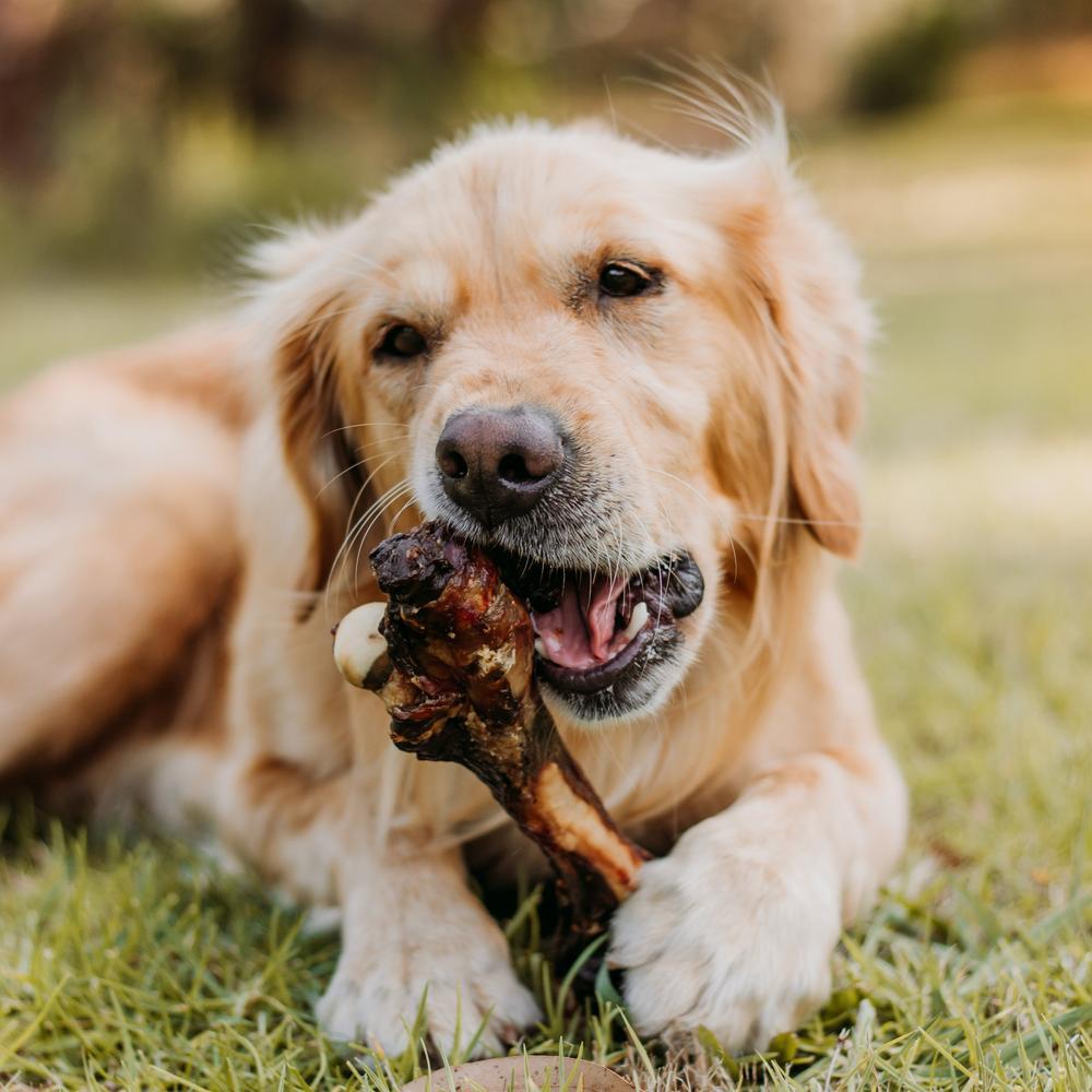 WAG Kangaroo Bone Dog Treats Large