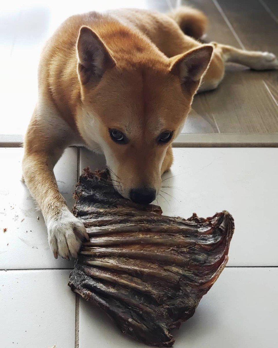 WAG 'kangaroo rib rack' treat snack dog free range – League of Pets