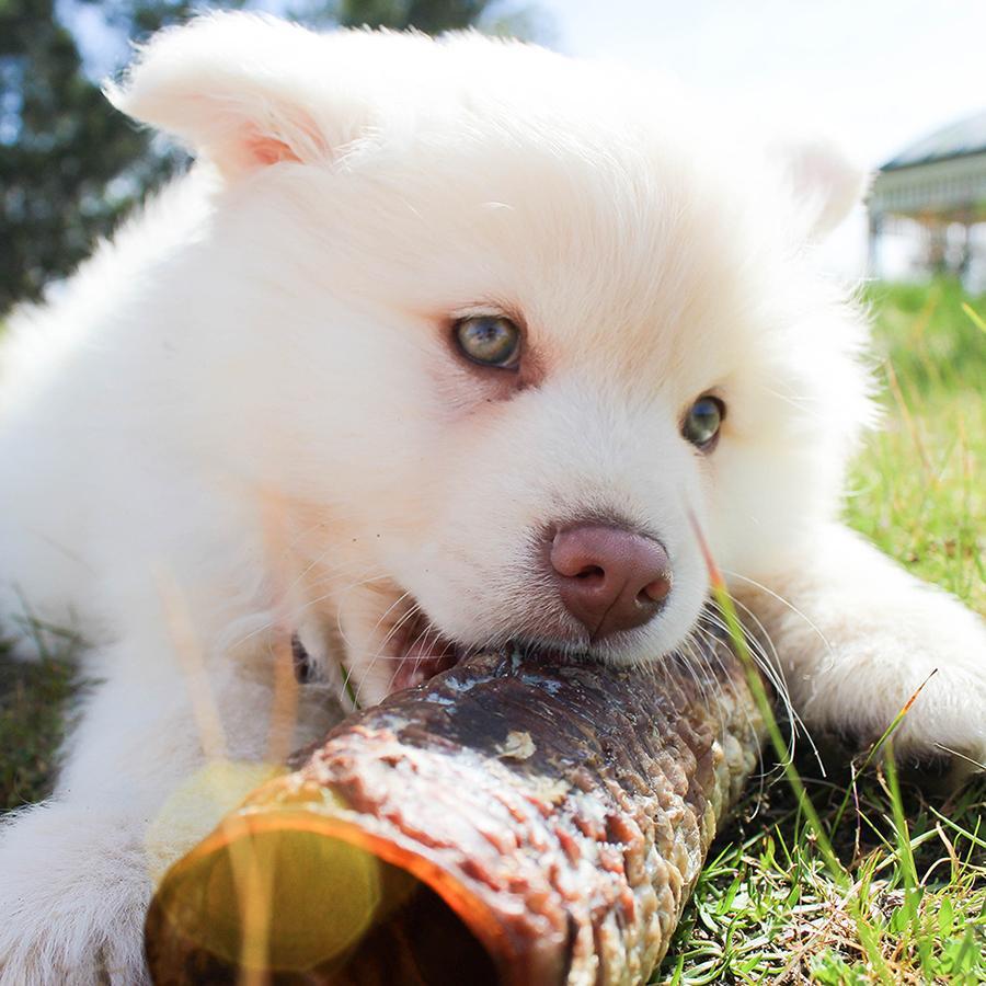 WAG Moo Tubes Occupy Dog Treats