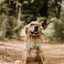 WAG KANGAROO STRAIGHT BONE 100% Kangaroo Femur Bo