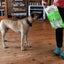 Wag KANGAROO FILLED COW HOOVES Dog Treat 10pack
