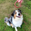 Wag whole BULLY RING Dog Treat 4PACK
