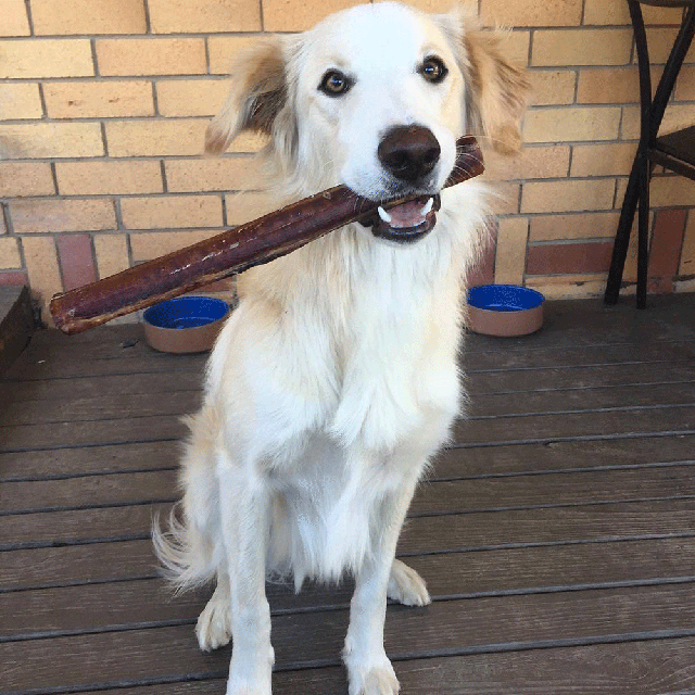 dog treats bully stick large