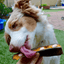 dog treats goat horn